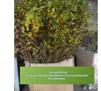 Typische Laub-Heckenpflanzen als Freilandware Kreis Pinneberg - Halstenbek Vorschau