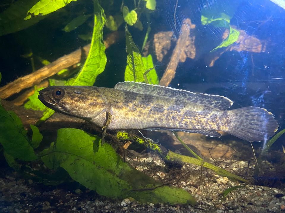 Channa spec. aff. torsaensis in Leipzig