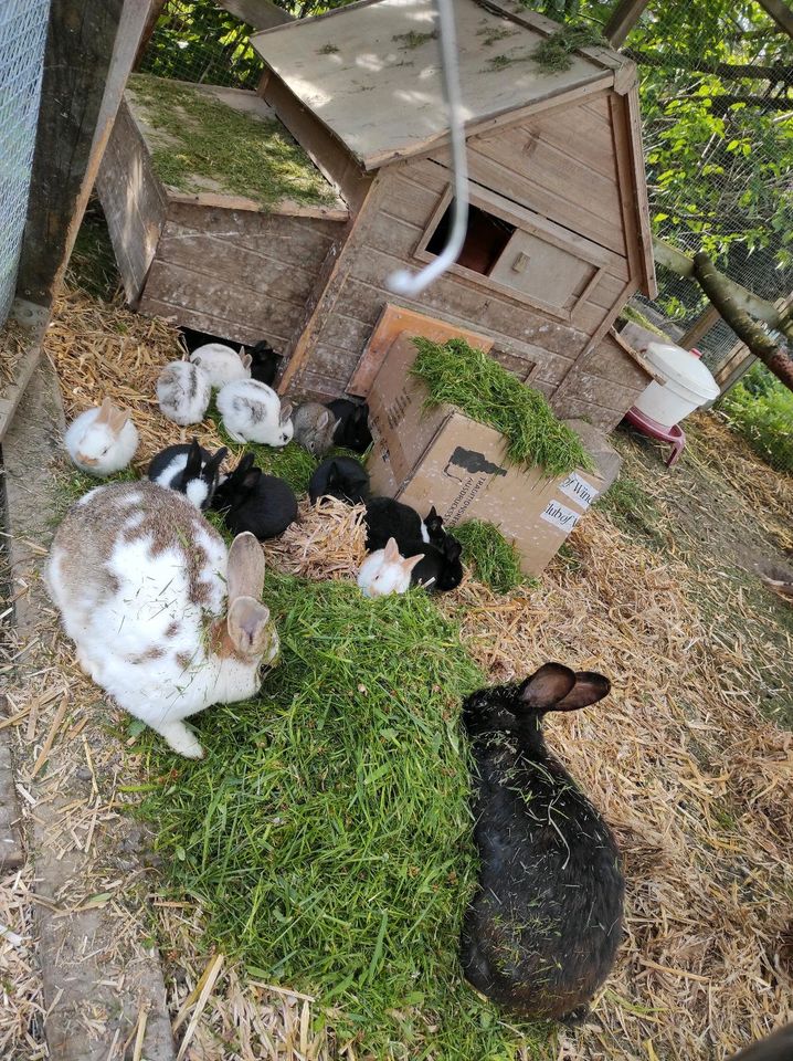 Karnickel  Kaninchen in Jüterbog