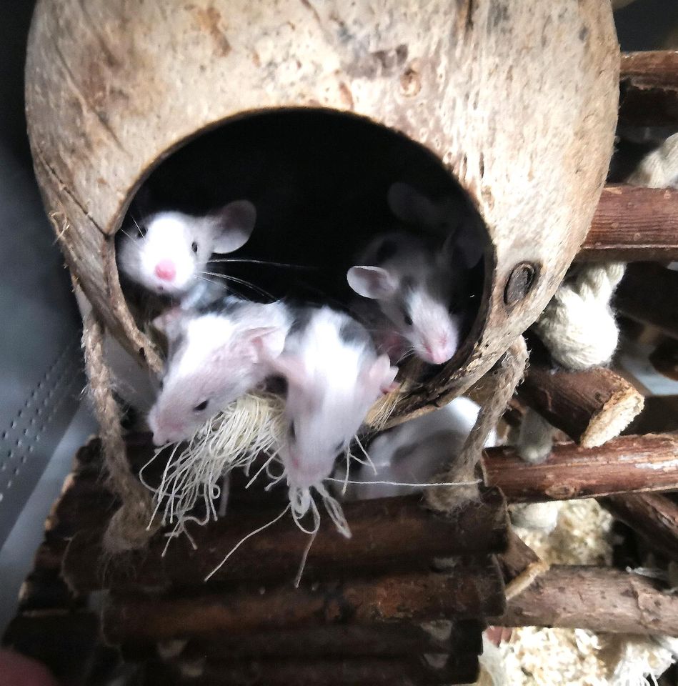 Farbmaus Weibchen in Aschersleben