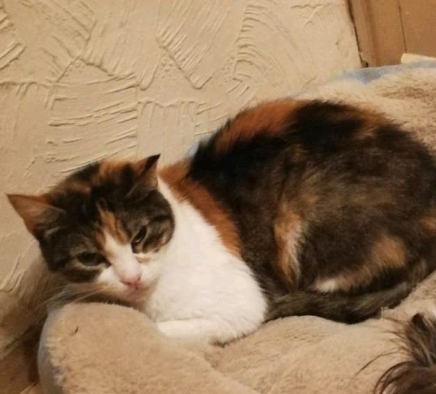 Katze, Glückskatze, Tricolor, gesucht gefunden vermisst in Rüthen