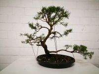 Waldkiefer Bonsai Sachsen-Anhalt - Dessau-Roßlau Vorschau