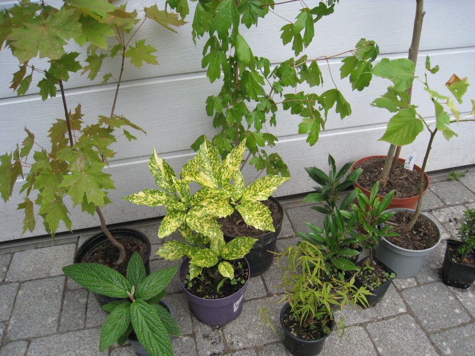 Sträucher, Bäume, Sichtschutz Balkon/Terrasse in Ottersweier