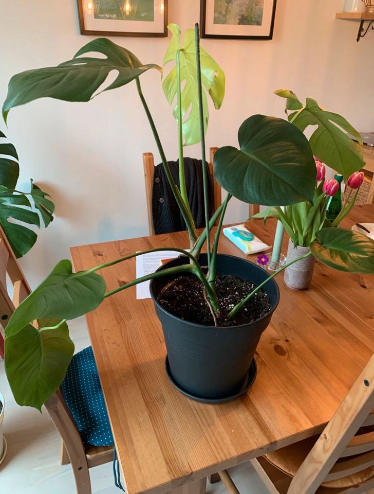 Monstera Deliciosa inkl. Topf in Frankfurt am Main