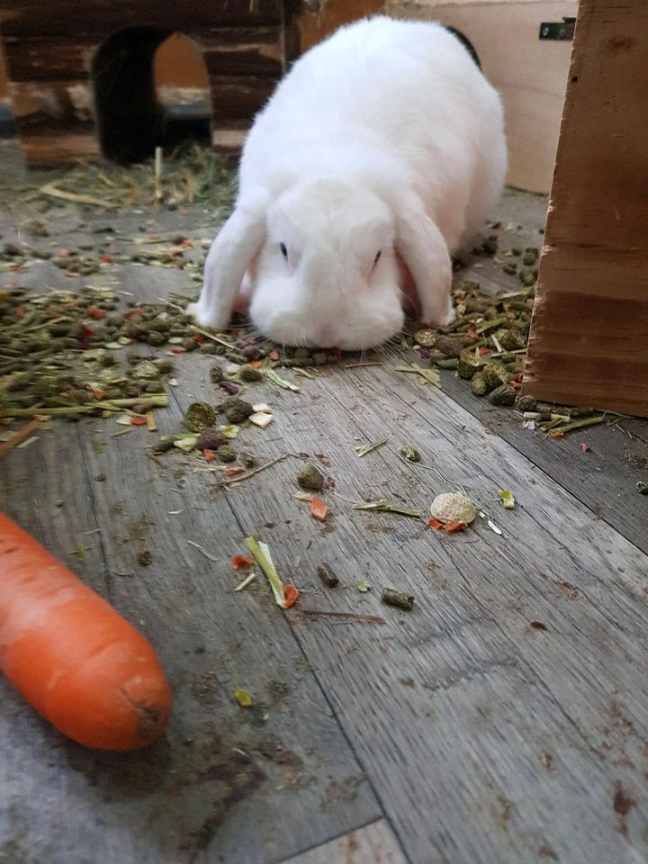 3 handzahme Zwergkaninchen inkl. sehr großem Gehege + Zubehör ❤ in Rommerskirchen