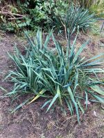 Ableger von winterharter Yucca Palme (Palmlilie) Nordrhein-Westfalen - Bottrop Vorschau