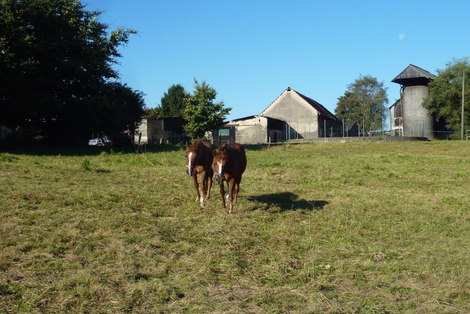 Pferdeboxen zu vermieten - auf Landwirtsch. Mischbetrieb (!!!) in Remscheid