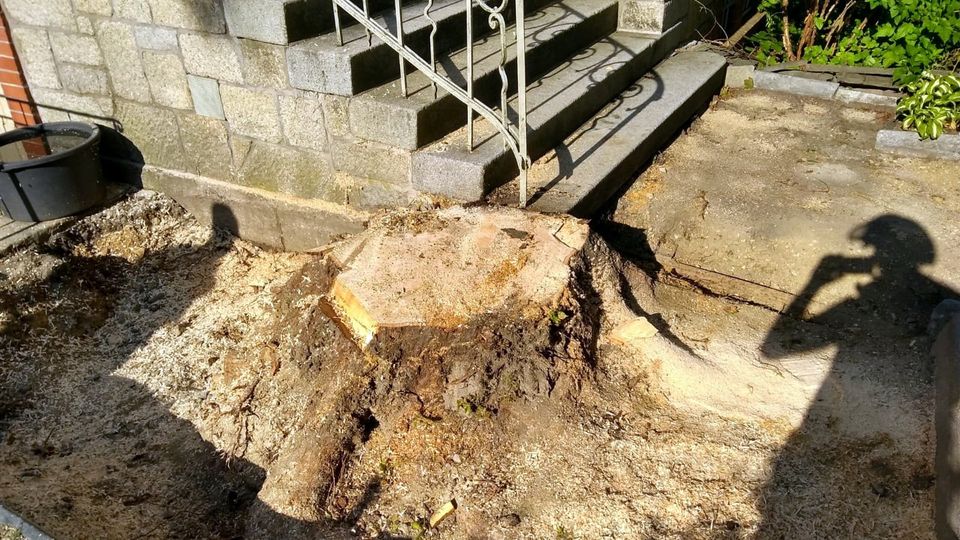 Stubbenfräsen Baumstumpf entfernen Wurzel fräsen in Bad Brambach