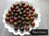 Saatgut Tomate Black Cherry samenfest Schwarze Kirsche Baden-Württemberg - Bad Teinach-Zavelstein Vorschau