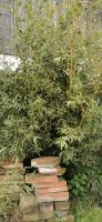 Bambus Pflanze Bayern - Wurmannsquick Vorschau