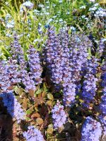 Günsel Catlins Gigant mit violettblauen Blüten Bodendecker Berlin - Rudow Vorschau