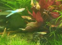 Guppy Guppies Endler Nordrhein-Westfalen - Wermelskirchen Vorschau