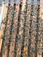 Bienenvölker  Bienen Baden-Württemberg - Trossingen Vorschau