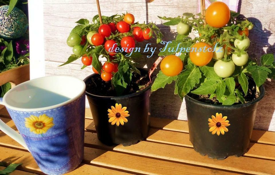 ♥ BONSAI Tomate Micro Tom gelb,rot Samen Alte Sorte Balkon,Garten in Hamburg