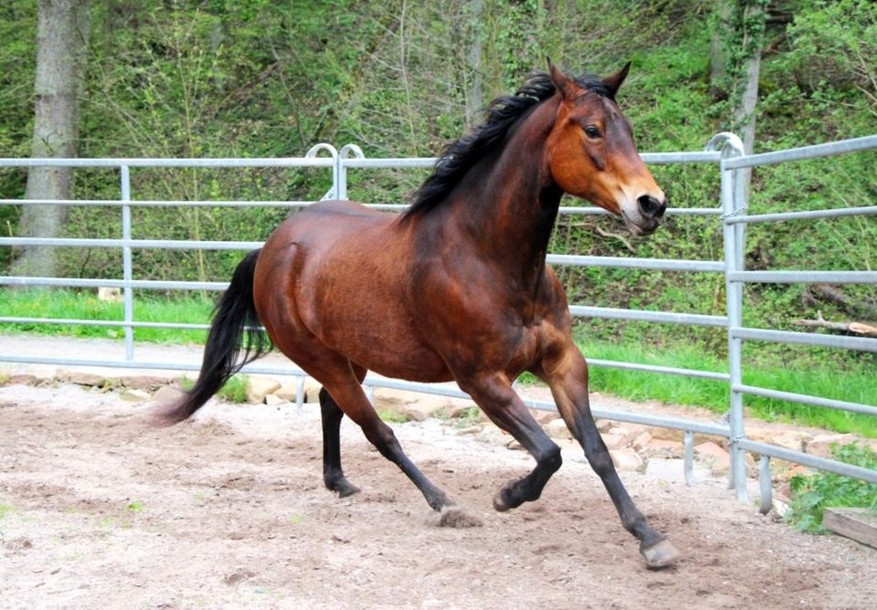 Brave 8j Paint Horse Stute sucht 5*Zuhause, Quarter Horse, Gunner in Hundsbach