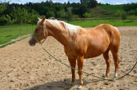 19 jähriger Quarter Horse Wallach Bayern - Schongau Vorschau