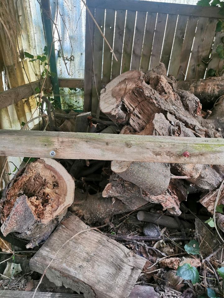 Verschenke Holz Trocken gelagert Ungeschnitten in Waabs
