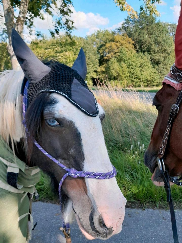 Reit-/Pflegebeteiligung für Irish Cob in Mulfingen