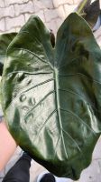 Alocasia Wentii Rhizome Bayern - Burglengenfeld Vorschau