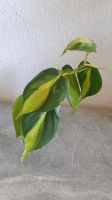 Zimmerpflanze Philodendron Brasil variegat Hängepflanze Sachsen-Anhalt - Magdeburg Vorschau