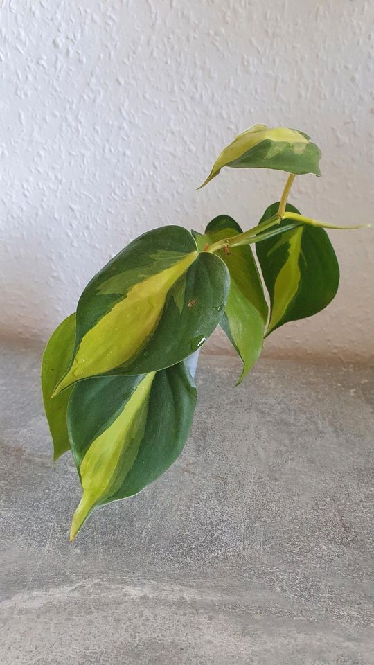 Zimmerpflanze Philodendron Brasil variegat Hängepflanze in Magdeburg