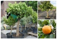 Orangenbaum, Orangen, Citrus Sinensis,  essbare Früchte Nordrhein-Westfalen - Willich Vorschau