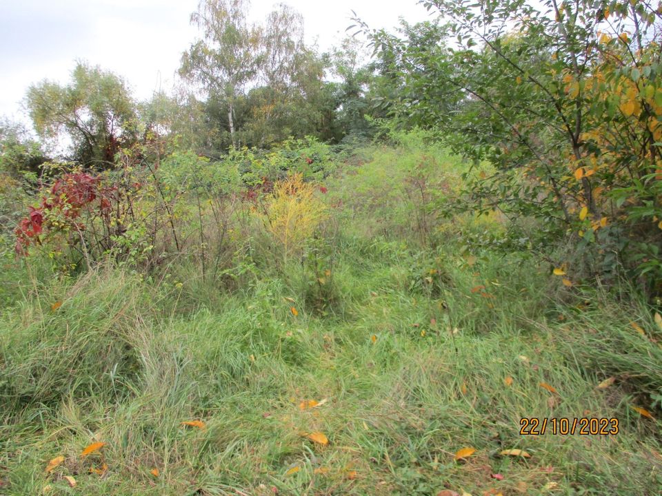 Brombeeren Gebüsch Wildwuchs Wiese Mähen-Mulchen, Bauplatz räumen in Hanau