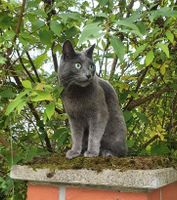 Katze Gustav immernoch vermisst :-( Pankow - Französisch Buchholz Vorschau