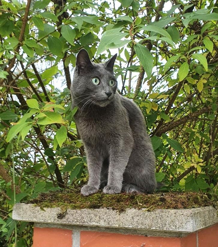 Katze Gustav immernoch vermisst :-( in Berlin