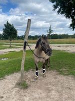 Konik-Fjordpferd Stute, 1,45m Stockmaß, geritten zu verkaufen Brandenburg - Schönefeld Vorschau