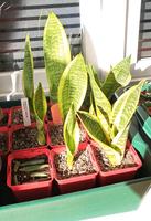 ❌️ Sansevieria trifasciata / Bogenhanf ❌️ Nordrhein-Westfalen - Pulheim Vorschau