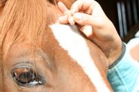 Akupunkturausbildung für Hund und Pferd Bayern - Geretsried Vorschau