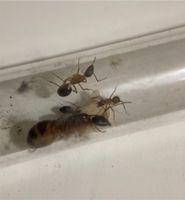 Camponotus pilicornis Kolonie Ameisen Hamburg-Nord - Hamburg Dulsberg Vorschau