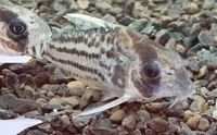 Corydoras Schwartzi XL Baden-Württemberg - Fronreute Vorschau