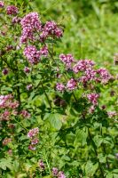 Echter Dost, Oregano - Origanum vulgare Staude Pflanze Kräuter Bayern - Veitshöchheim Vorschau