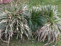 3x Carex — Pflanze — Gras — Japansegge Nordrhein-Westfalen - Schloß Holte-Stukenbrock Vorschau