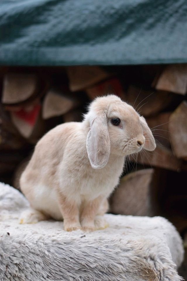 Kaninchen Weiblich Häsin unkastriert in Westhausen