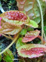 Begonia  susaniae , Terrarium Begonie Pflanze Baden-Württemberg - Pfedelbach Vorschau