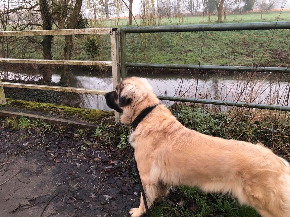 Spielkamerad Leonberger Rüde gesucht in Espelkamp