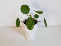Süße kleine Pilea Ufo Pflanze im Keramik Übertopf Flensburg - Mürwik Vorschau