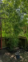 Bambus ca. 3,5 m mit großem Topf Nordrhein-Westfalen - Krefeld Vorschau