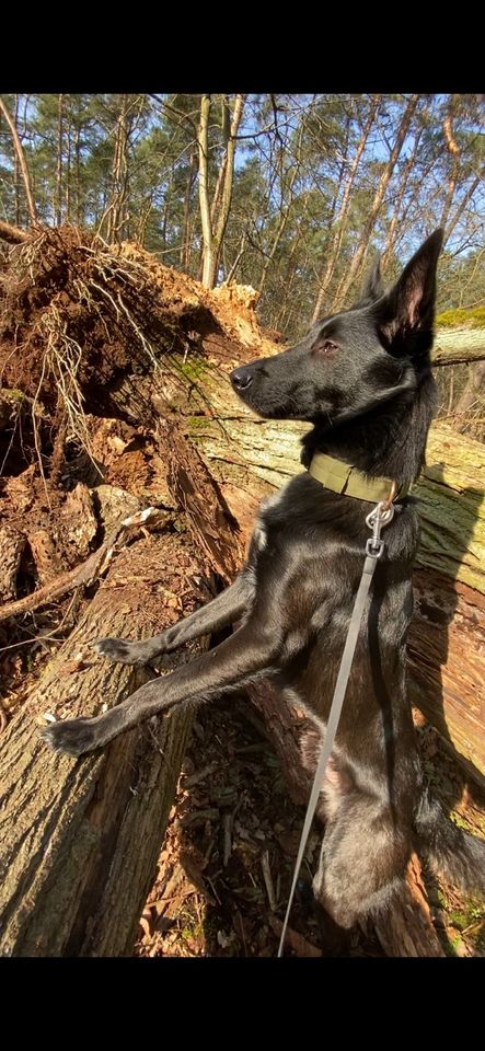 Joey sucht DRINGEND ein Zuhause auf lebenszeit in Ludwigsfelde