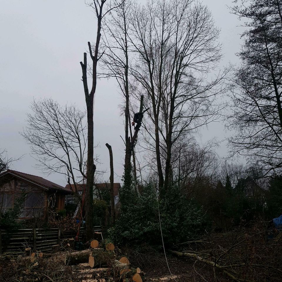 Baumfällungen, Baum fällen, Kronenschnitt in Rheinmünster