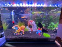 ❎Dennerle ❎Nano Scapers Tank Basic Mini ❎Aquarium 55 Liter❎ Nordrhein-Westfalen - Oberhausen Vorschau