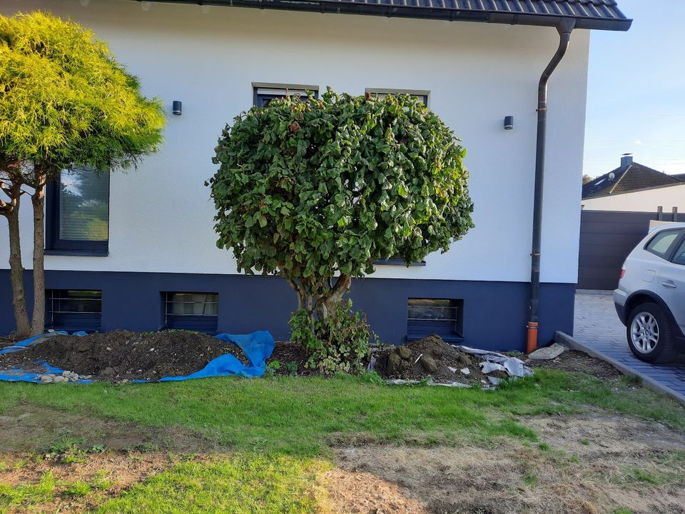 Korkenzieherhaselnuss Corylus avellana Contorta Wald-Haselnuss in Dortmund