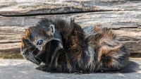 Meerschweinchen abzugeben Rosetten crested und US teddy Hessen - Guxhagen Vorschau