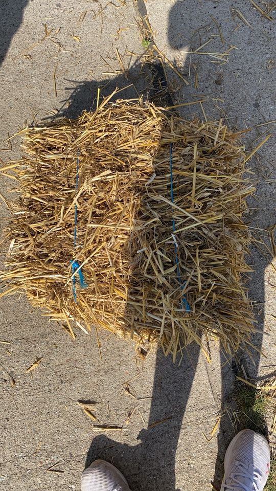 Kleine Strohballen Weizen Stroh und Triticale Stroh in Steinhöfel