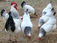 Sussex Bruteier Sehr tolle Hühner Eier zum ausbrüten Hessen - Reinheim Vorschau