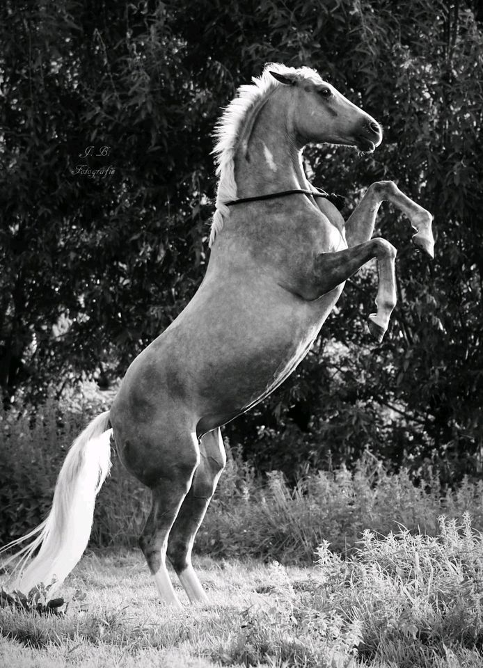 Horsemanship / Bodenarbeit / Zirzensik / Hängertraining in Wilster