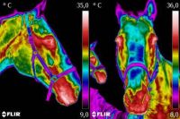 Pferdethermografie - Thermographie  SH, DK, HH, MV, NI Schleswig-Holstein - Lübeck Vorschau